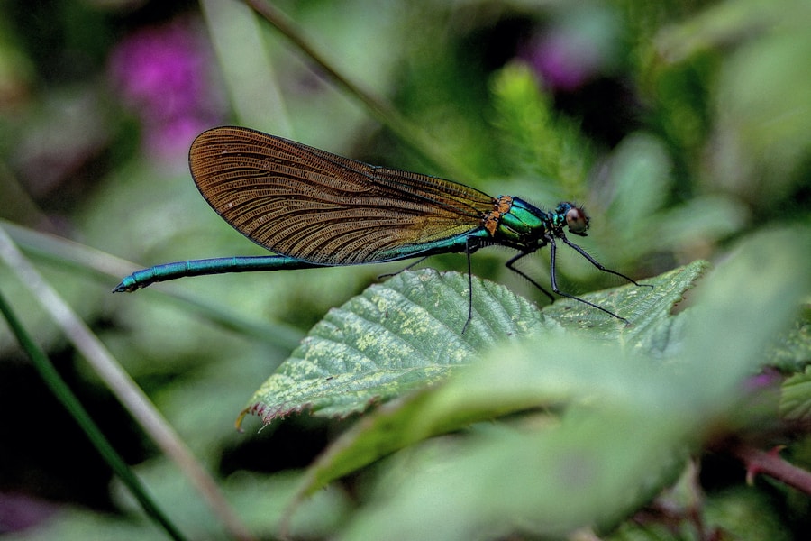 Saving Our Planet, One Species at a Time: The Urgency of Biodiversity Preservation