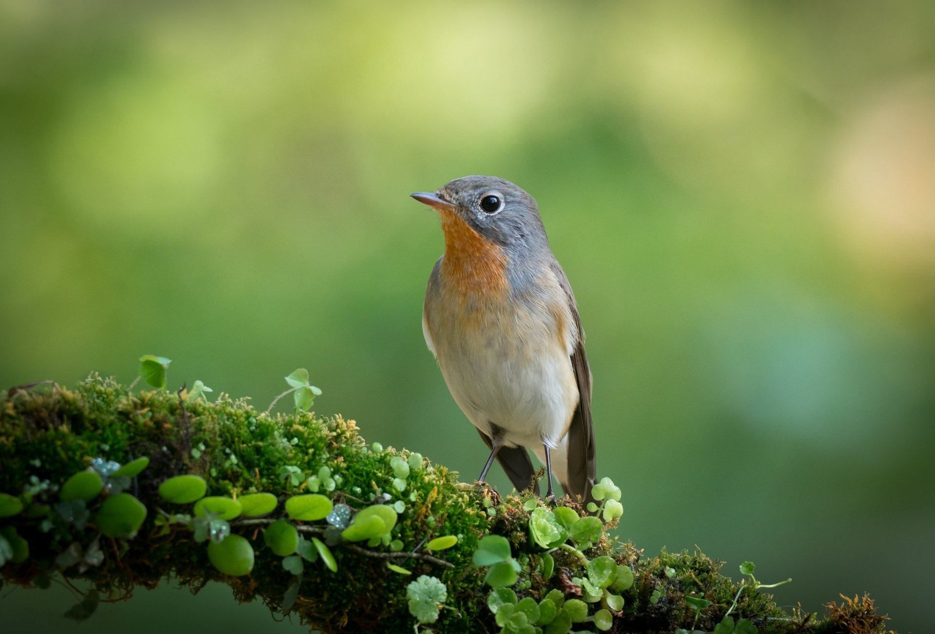 From Chirps to Trills: Decoding the 4Birdsong Symphony